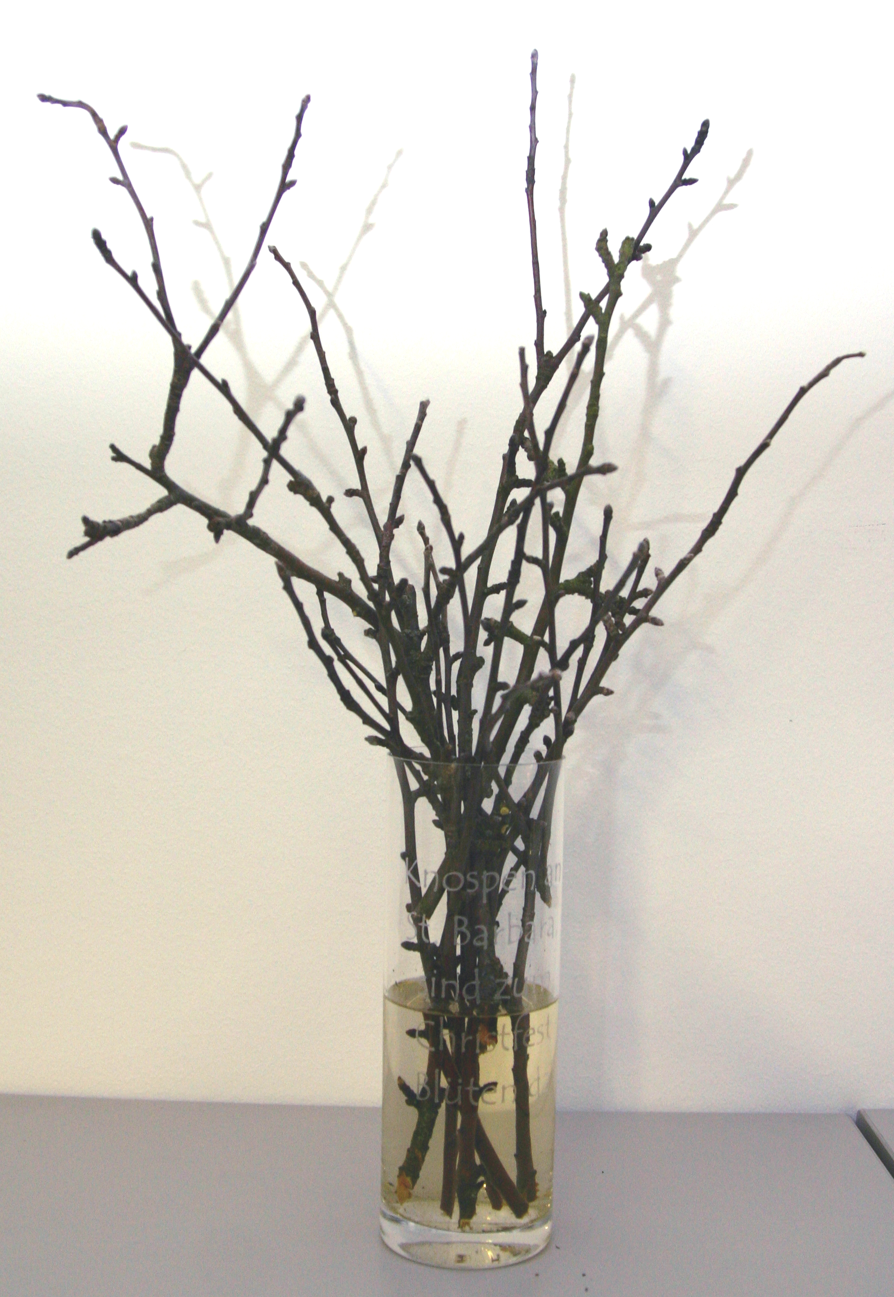 Barbarazweige mit Knospen in Glasvase mit Wasser, beschriftet mit Milchglasfolie: Knospen an St. Barbara, sind zum Christfest Blüten da