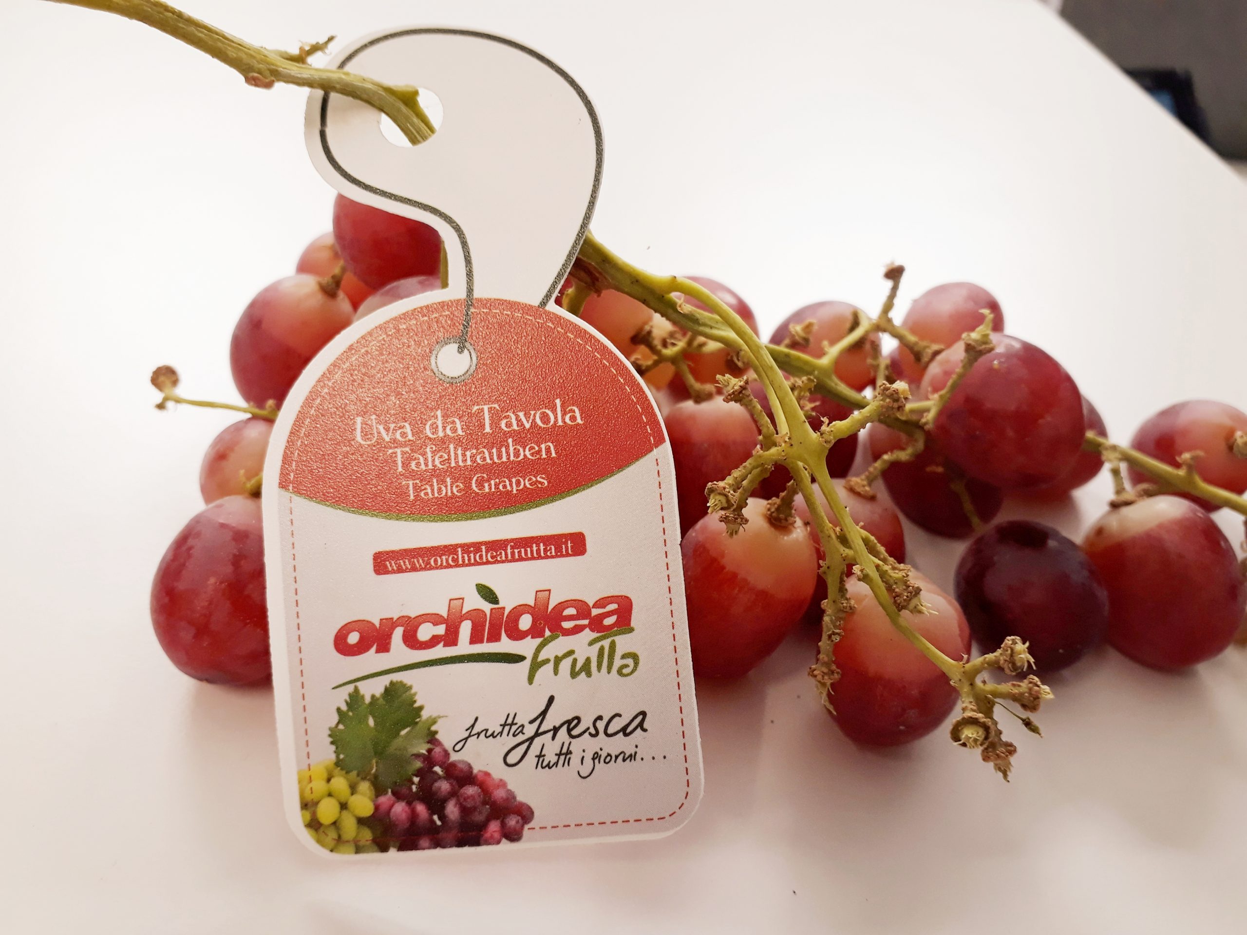 Kleberloses Anhängeetikett von Orchidea Frutta für Tafeltrauben, per Öse mit Schlitz am Stiel roter Weintrauben eingehängt